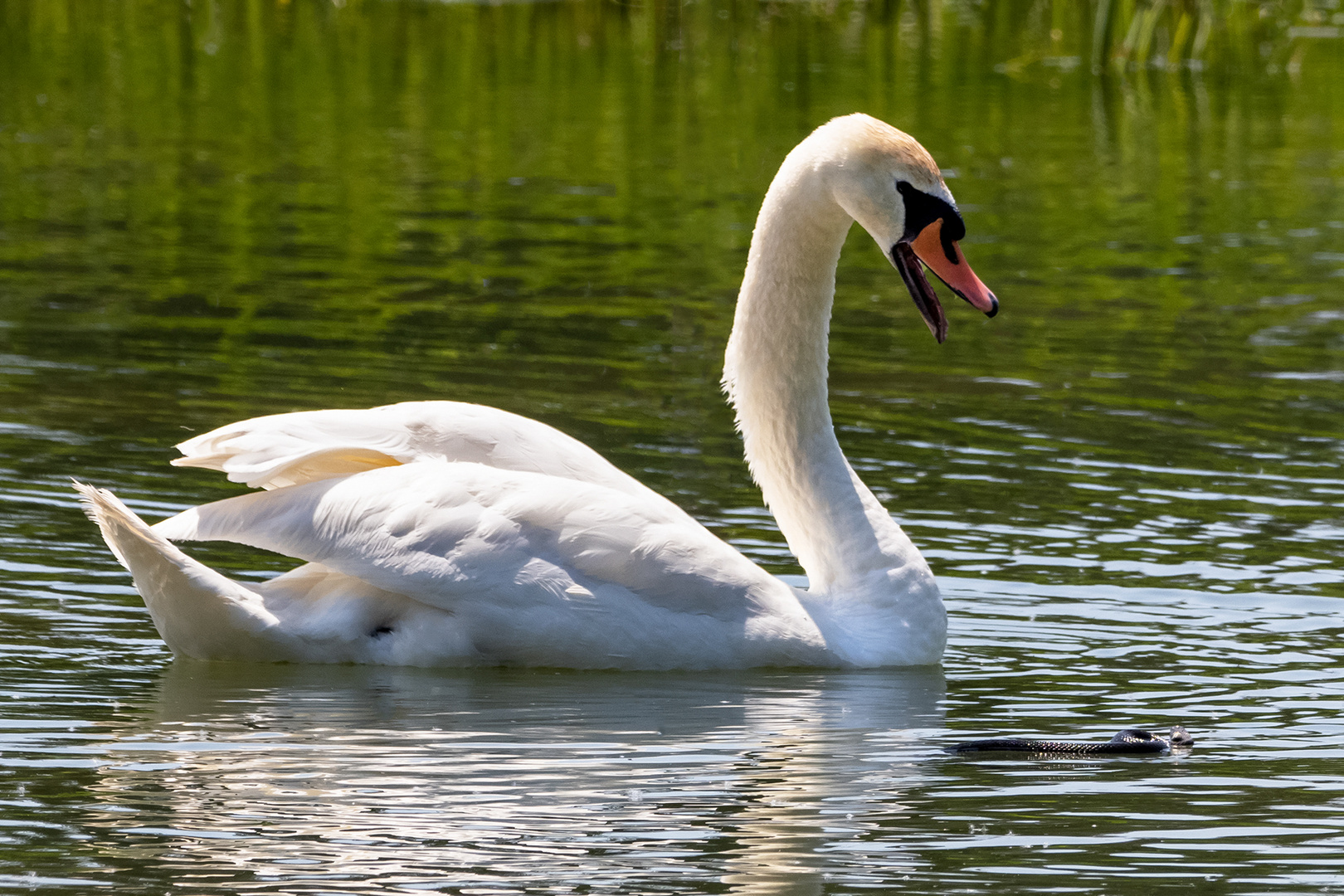 Schwan verjagt Wasserschlange