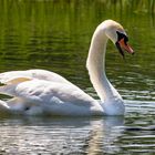 Schwan verjagt Wasserschlange