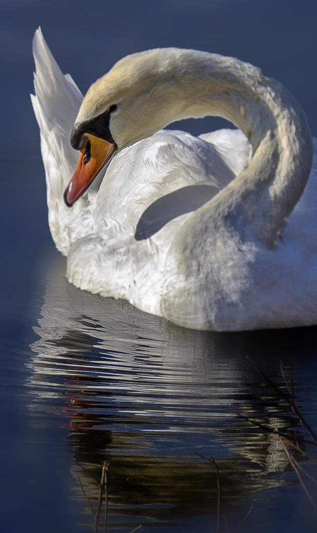 Schwan verspiegelt...