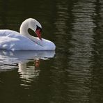 Schwan verspiegelt....