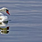 Schwan verspiegelt....