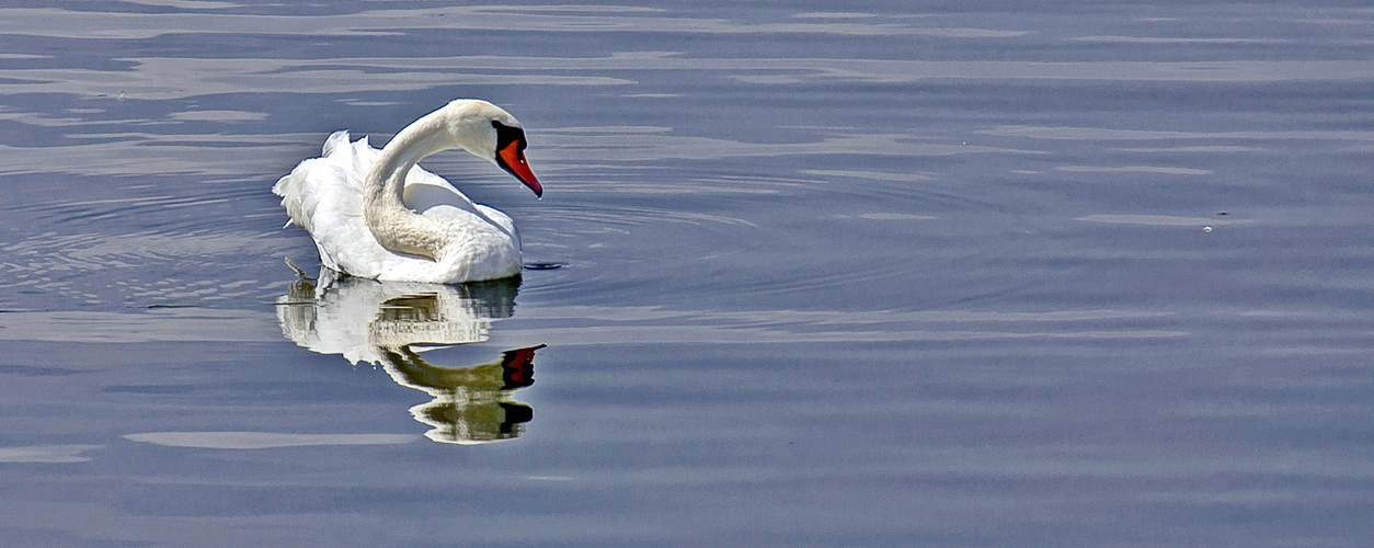 Schwan verspiegelt....