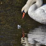 Schwan verspiegelt.....