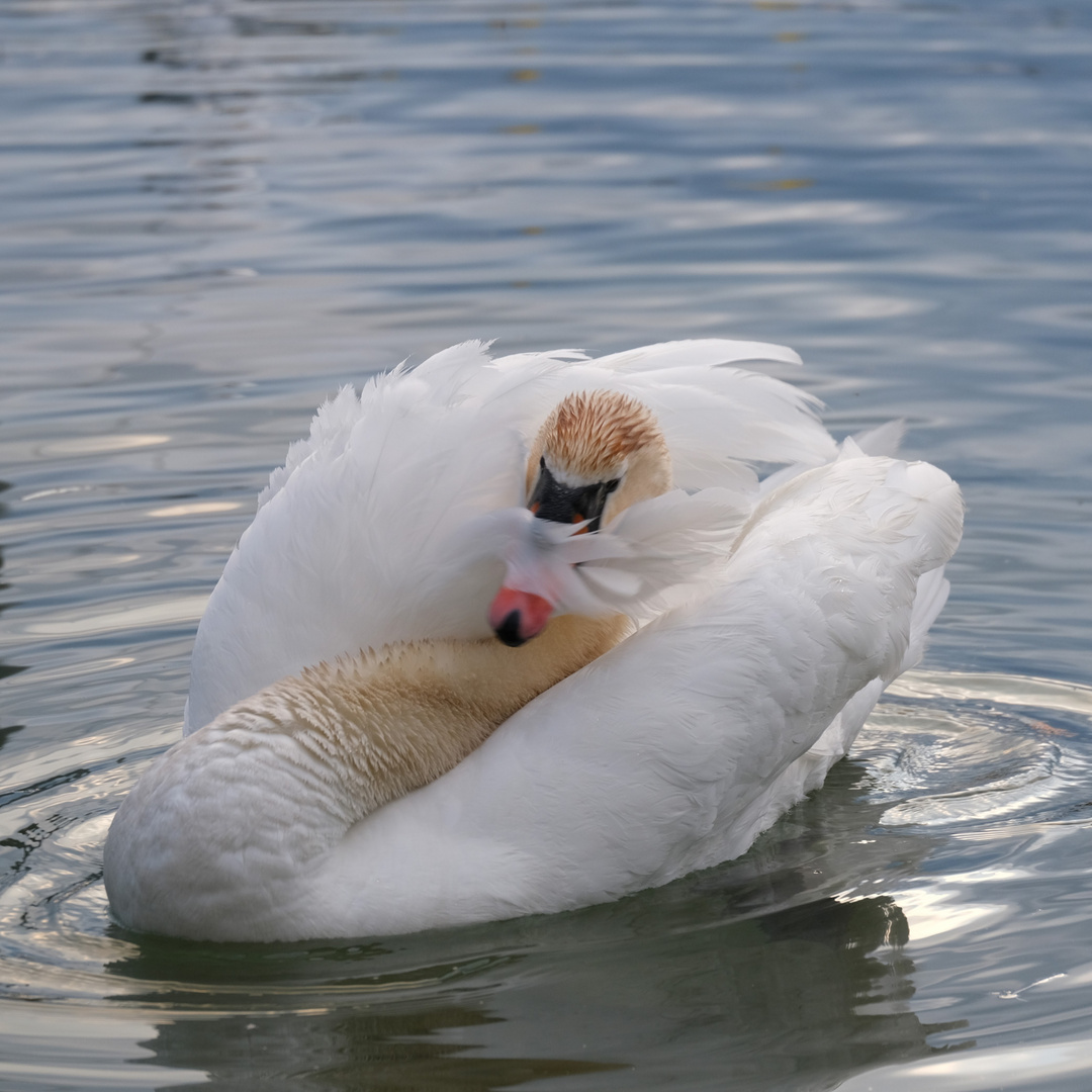 Schwan versteckt sich