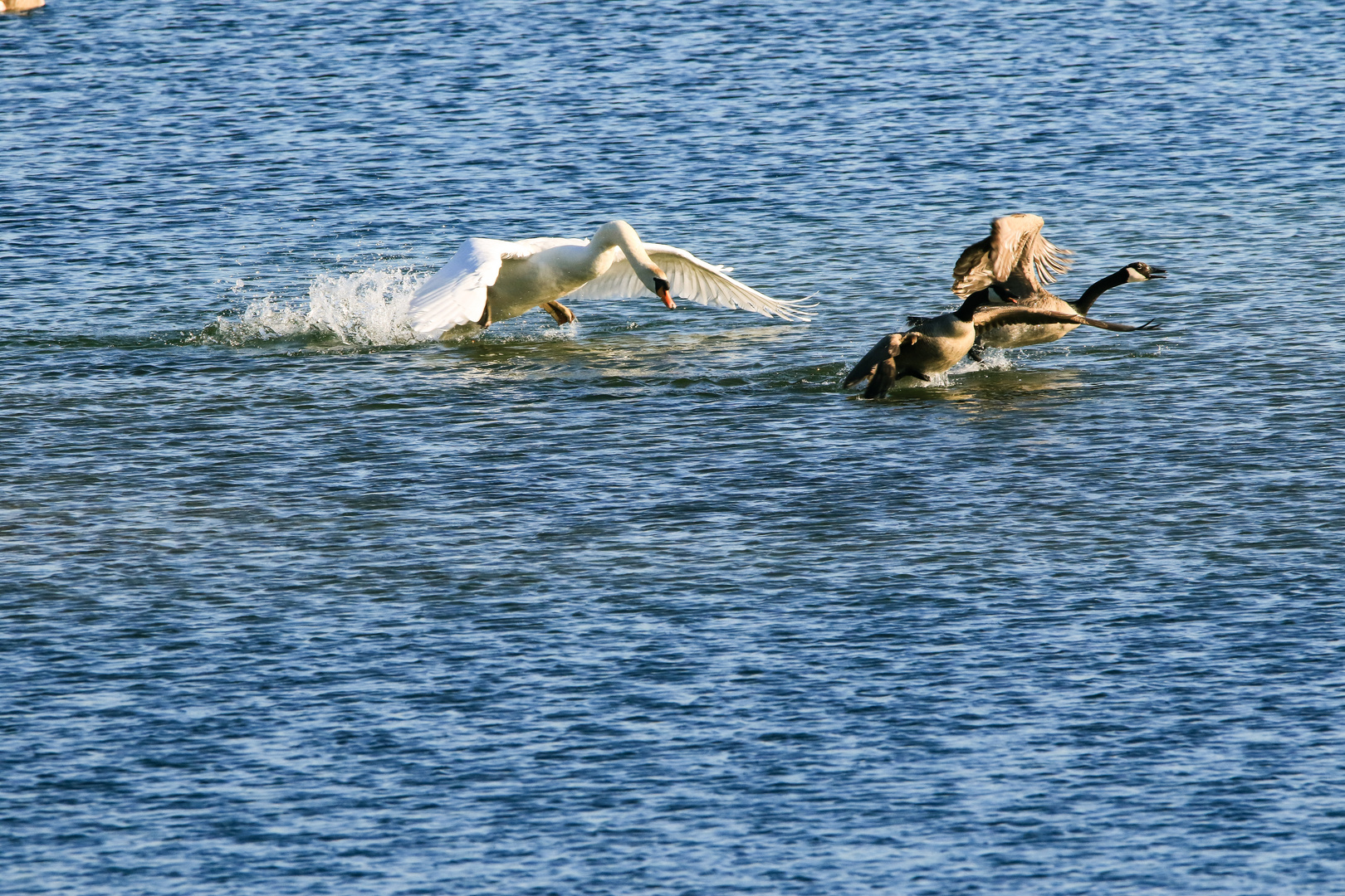 Schwan versus Kanada Gänse