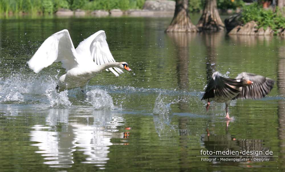 Schwan verteidigt sein Revier