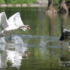 Schwan verteidigt sein Revier