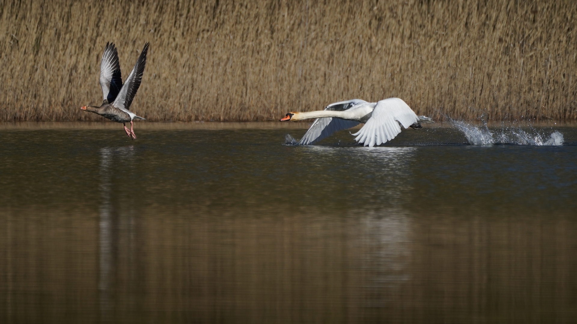 Schwan verteidigt sein Revier