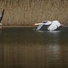 Schwan verteidigt sein Revier