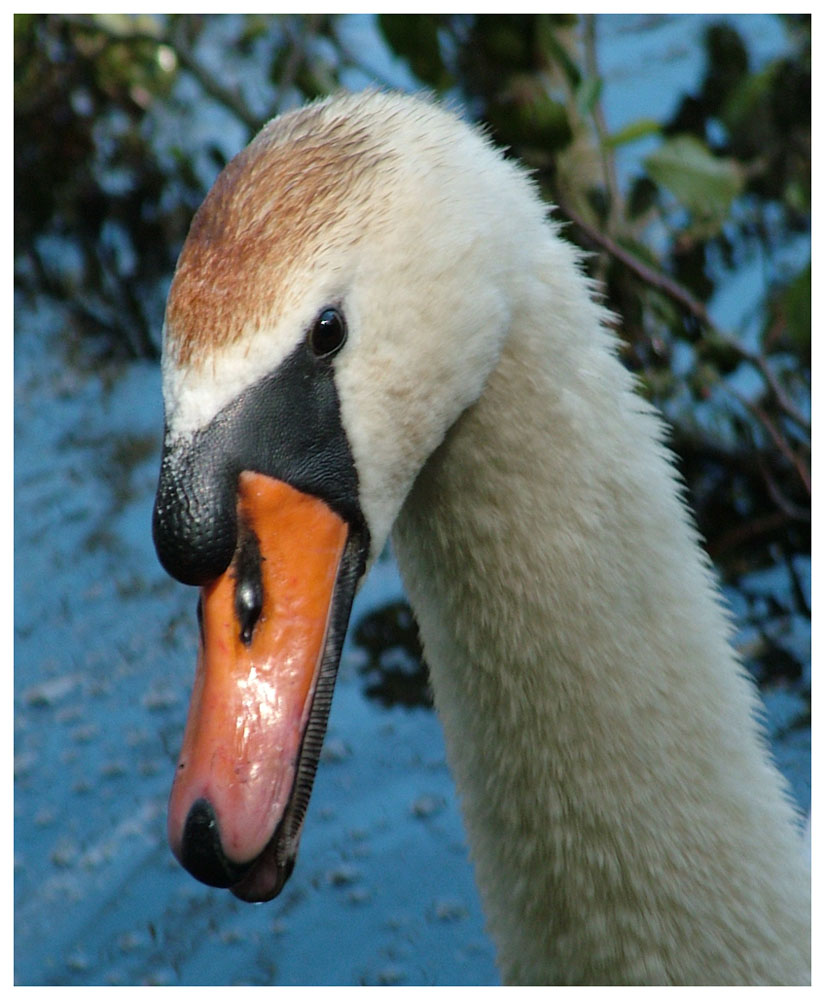 Schwan verteidigt seine Kinder