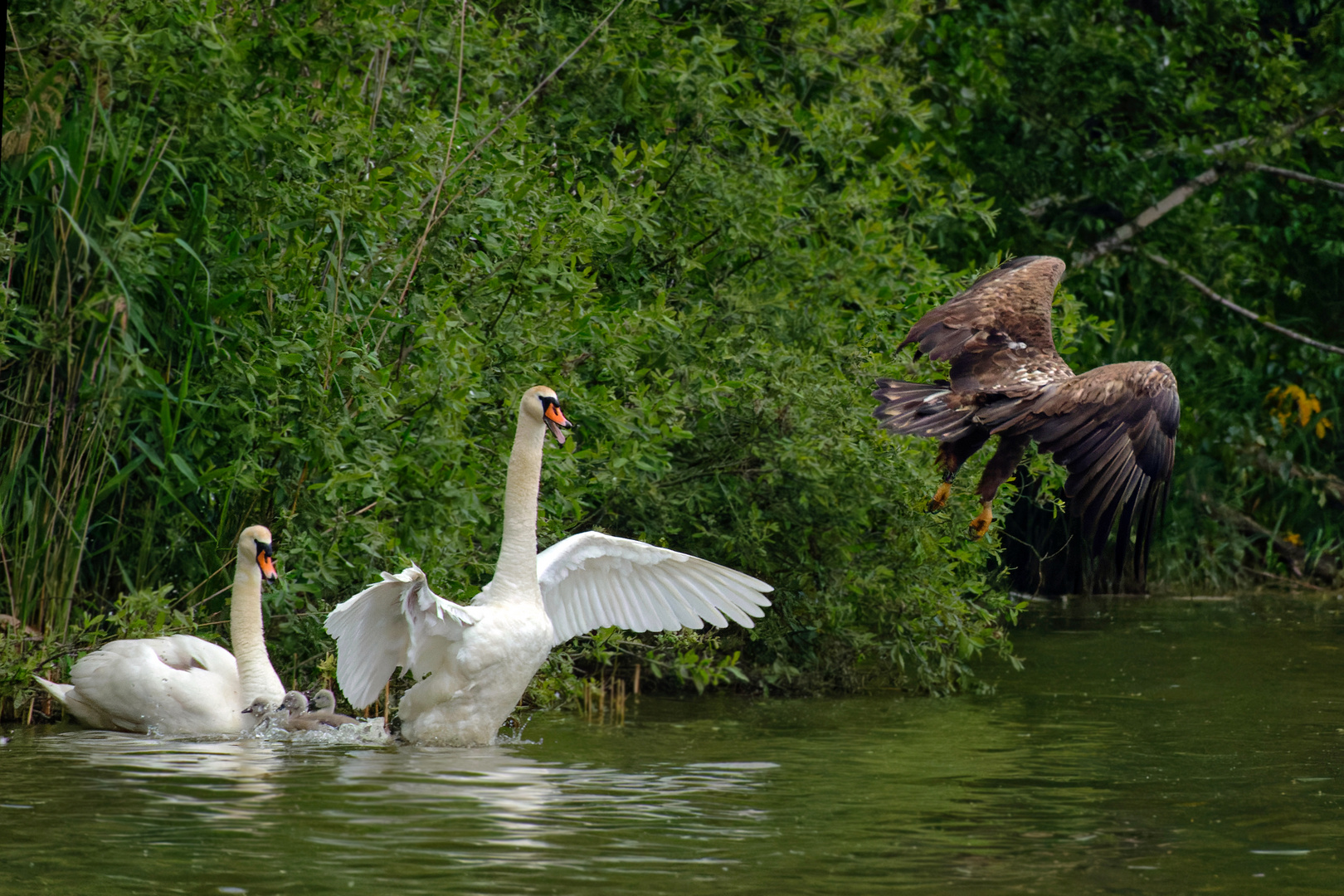 Schwan verteidigt  seinen Nachwuchs  - Man kann es ja mal versuchen (aus der Sicht vom Seeadler)