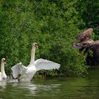 Schwan verteidigt  seinen Nachwuchs  - Man kann es ja mal versuchen (aus der Sicht vom Seeadler)