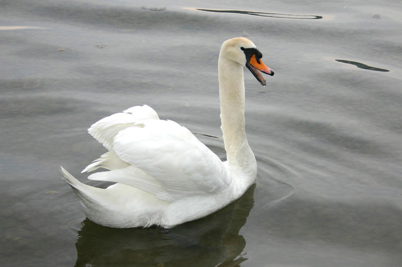 Schwan vom Bodensee