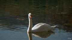 Schwan von der Seite