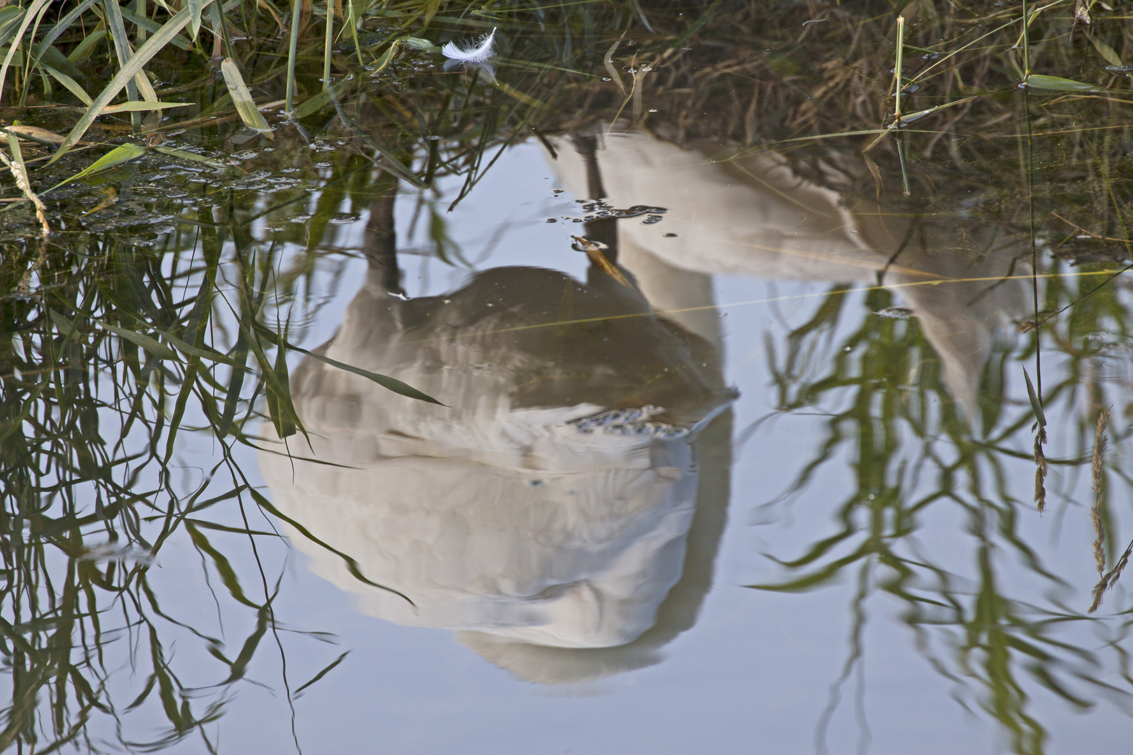 Schwan von unten