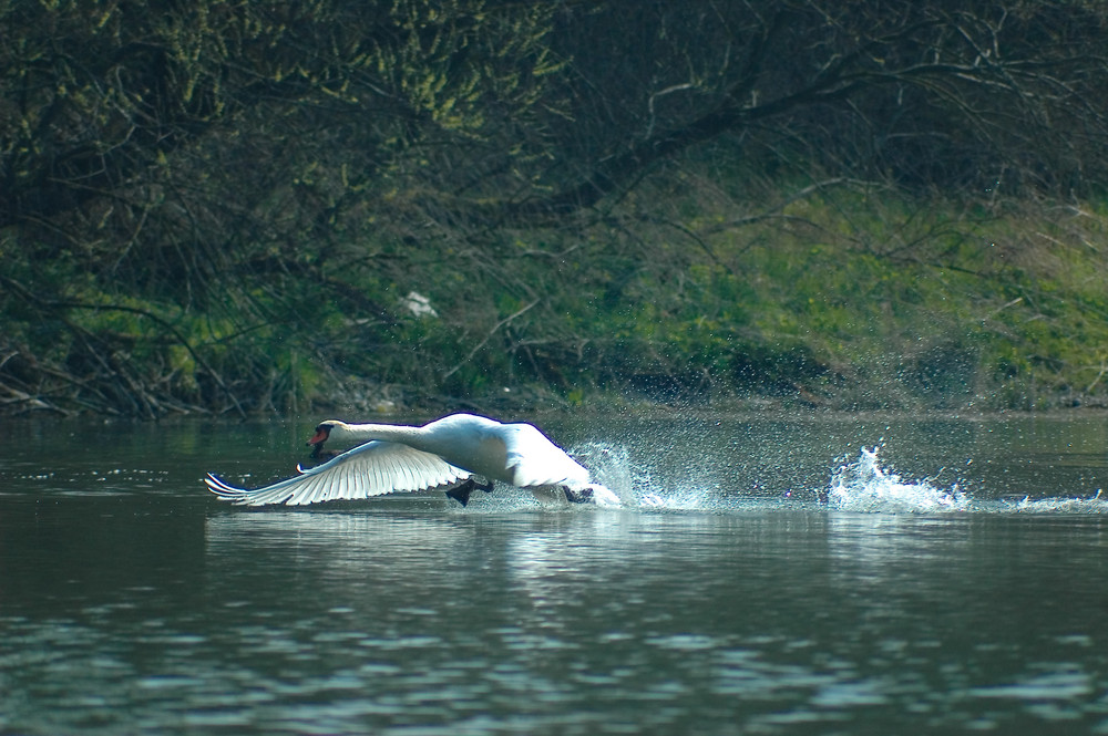 SCHWAN VOR DEM ABFLUG