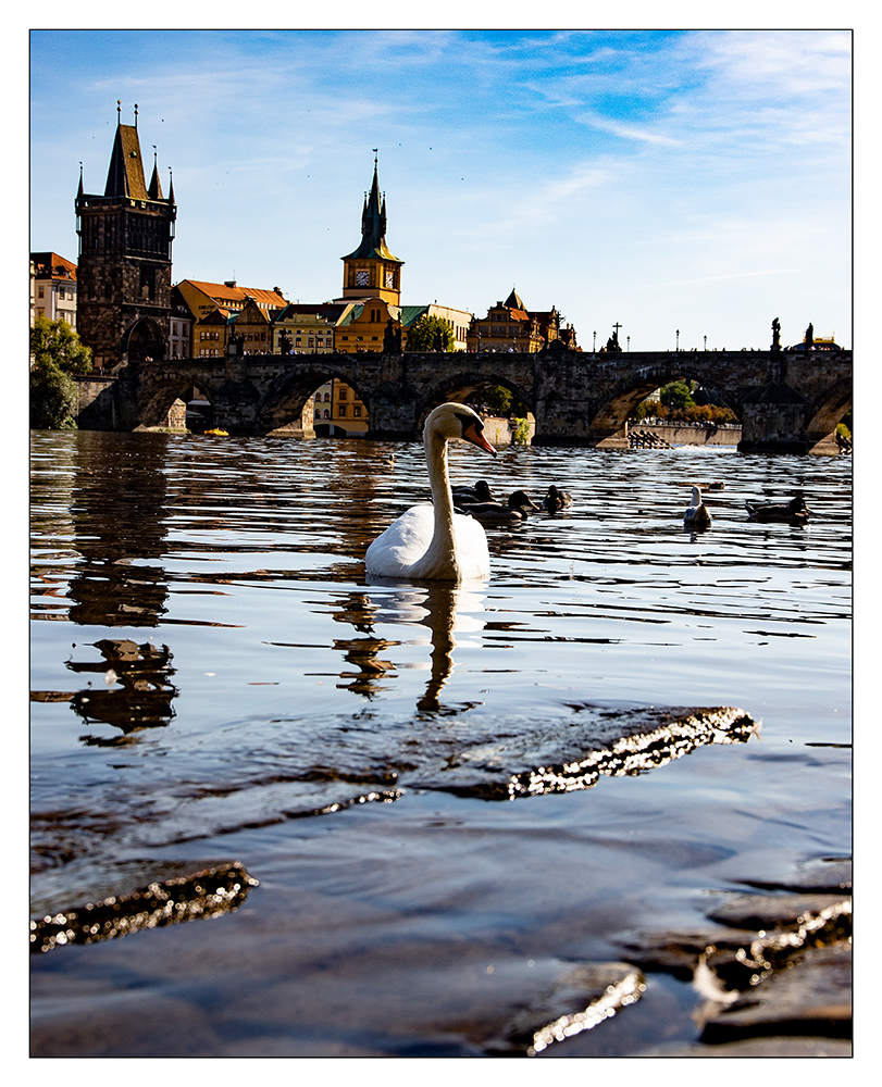 Schwan vor der Karlsbrücke