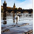 Schwan vor der Karlsbrücke