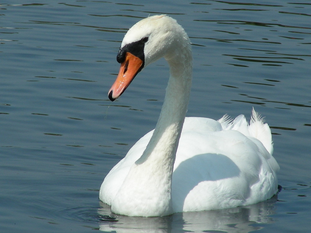 Schwan vor der Nymphenburg in München