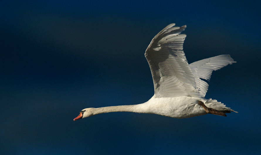 Schwan vor dunklem Hintergrund von  Dieter Biskamp