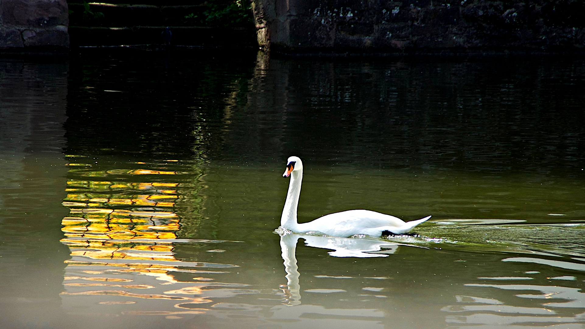 Schwan vor Gold ...