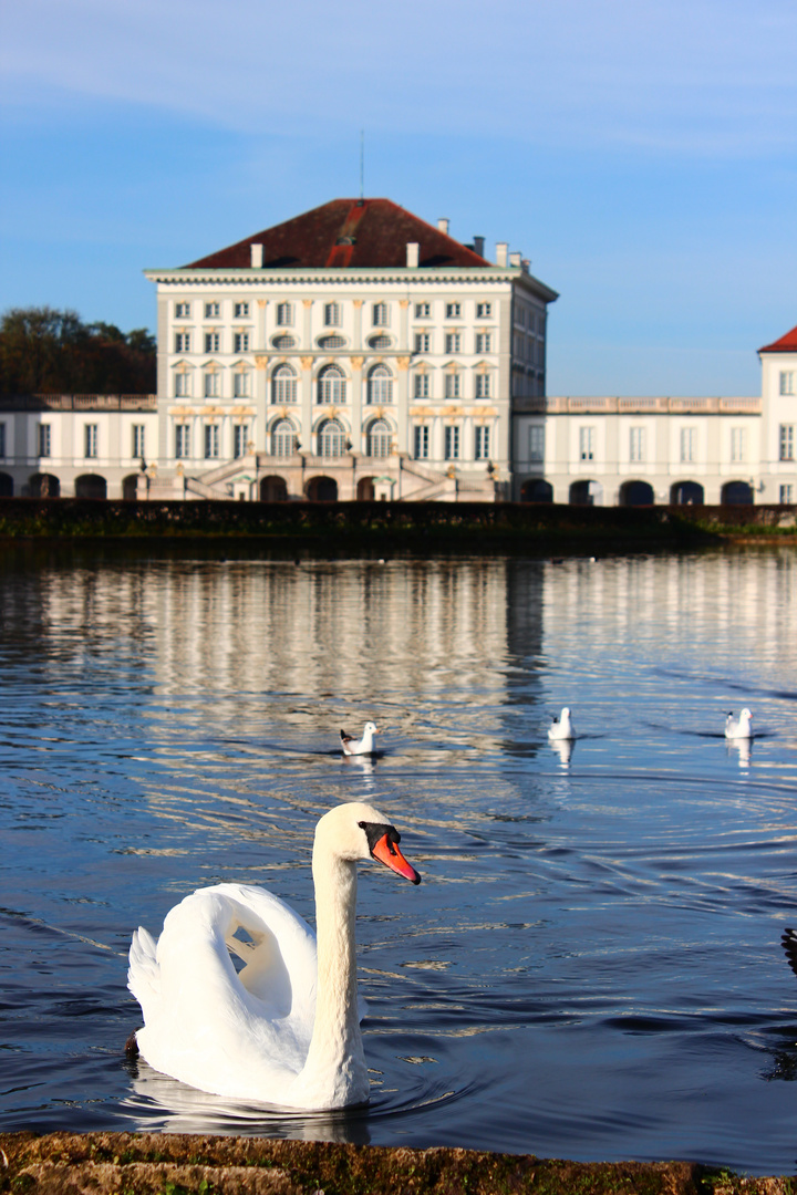 Schwan vor Schloss Nymphenburg