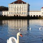 Schwan vor Schloss Nymphenburg