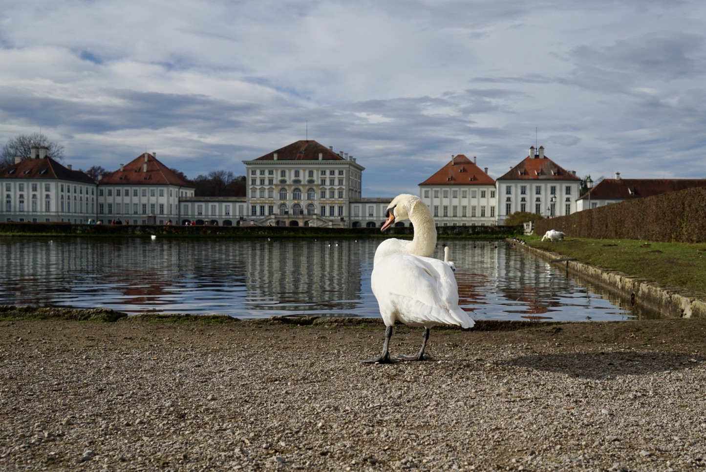 Schwan vor Schloß Nymphenburg 