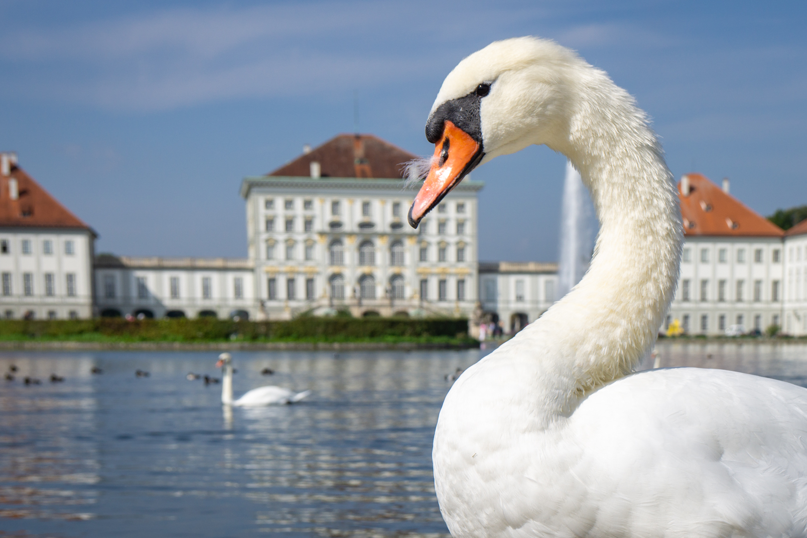 Schwan vor Schloss Nymphenburg