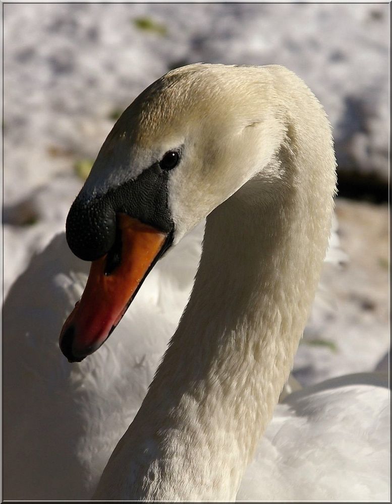 Schwan vor Schnee