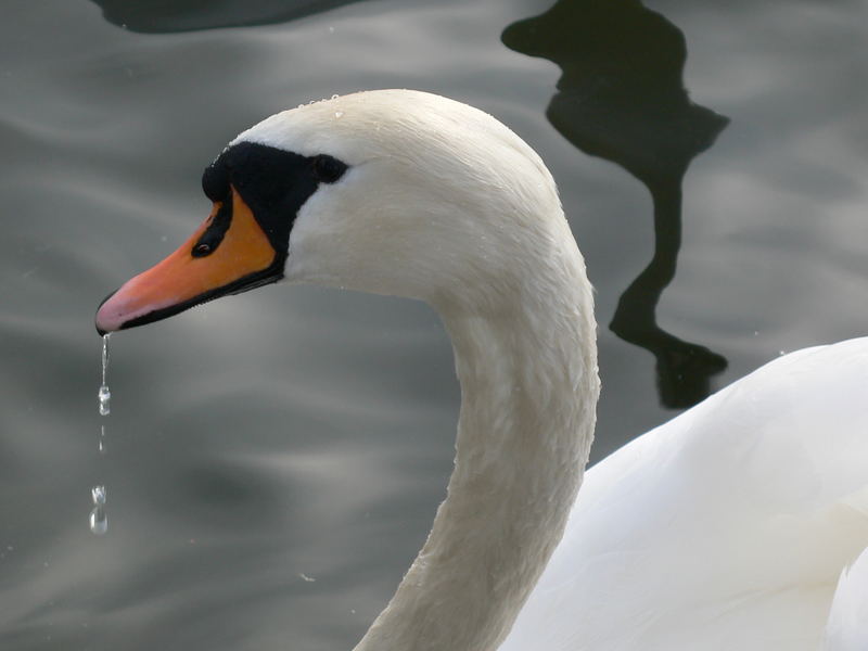 Schwan vorm Nymphenburger Schloss