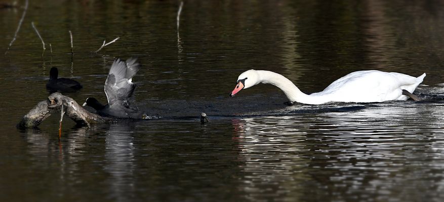 SCHWAN VS. BLÄSSHUHN