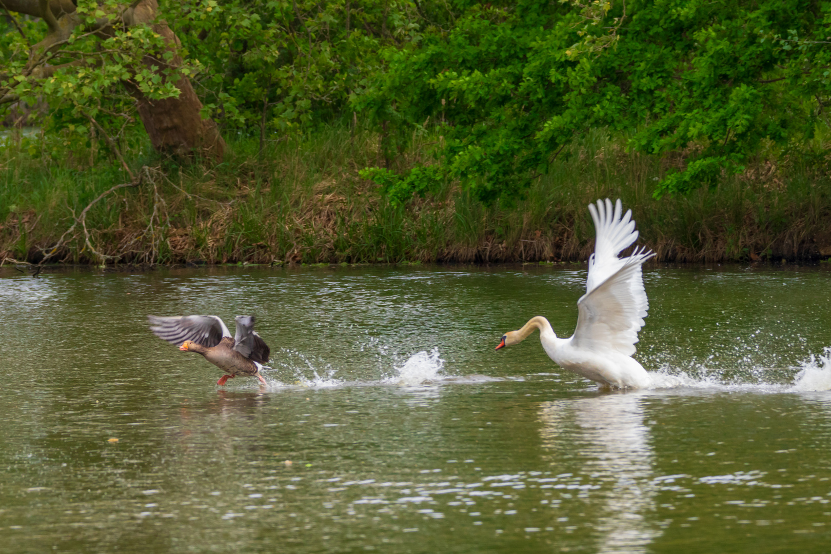 Schwan vs Graugans