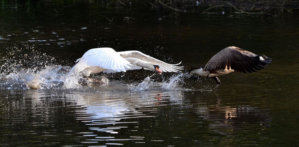 Schwan vs. Kanadagans