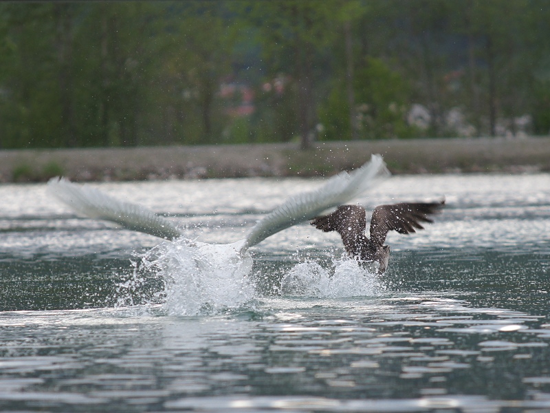 Schwan vs. Kanadagans