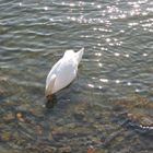 Schwan während dem Essen im Rhein