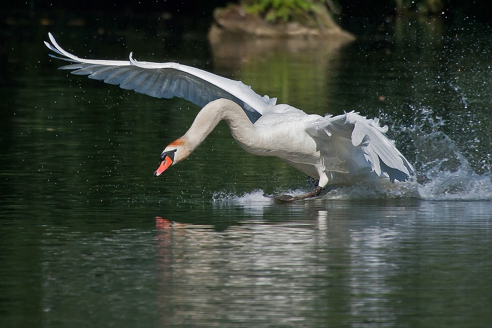 Schwan während der Landung