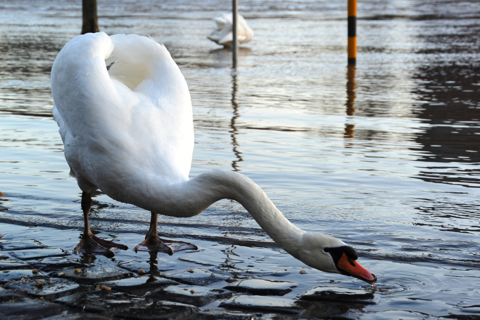 Schwan während des Mainhochwassers