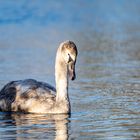 Schwan wärmt sich in der Sonne