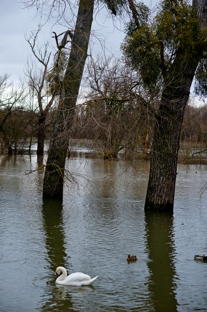 Schwan - Waldpark - Mannheim