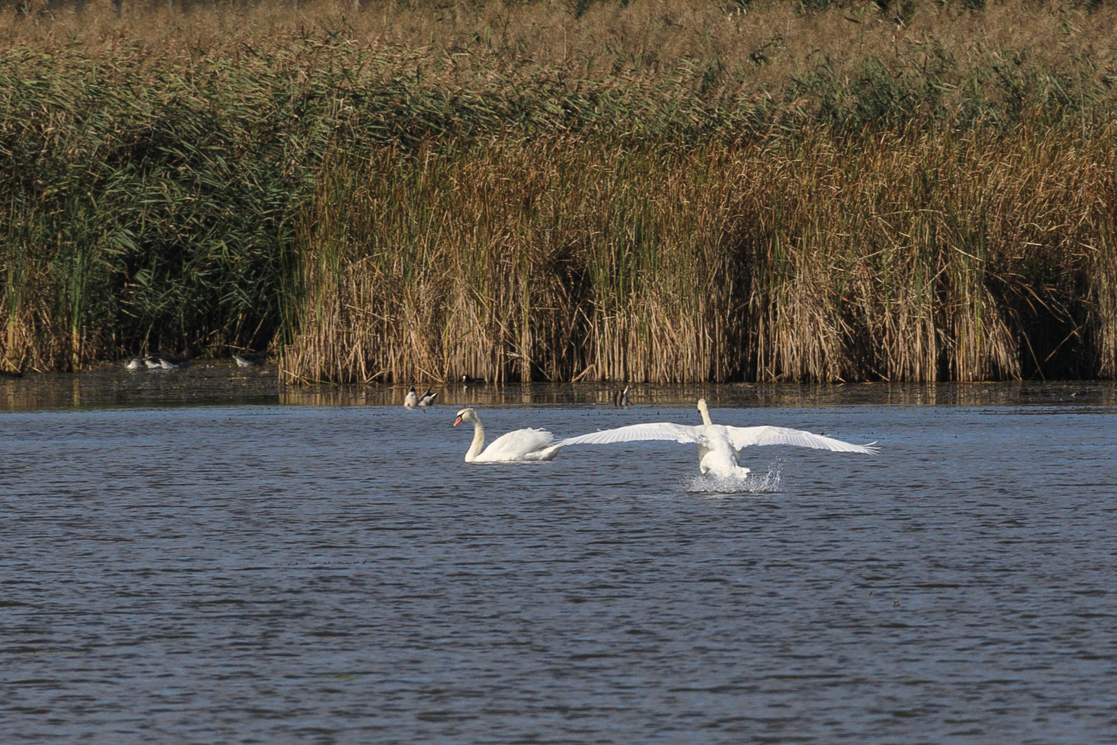 Schwan Wasserlandung-0337