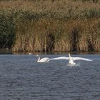 Schwan Wasserlandung-0337