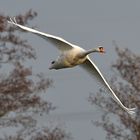 Schwan wechselt das Gewässer