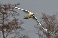 Schwan wechselt das Gewässer