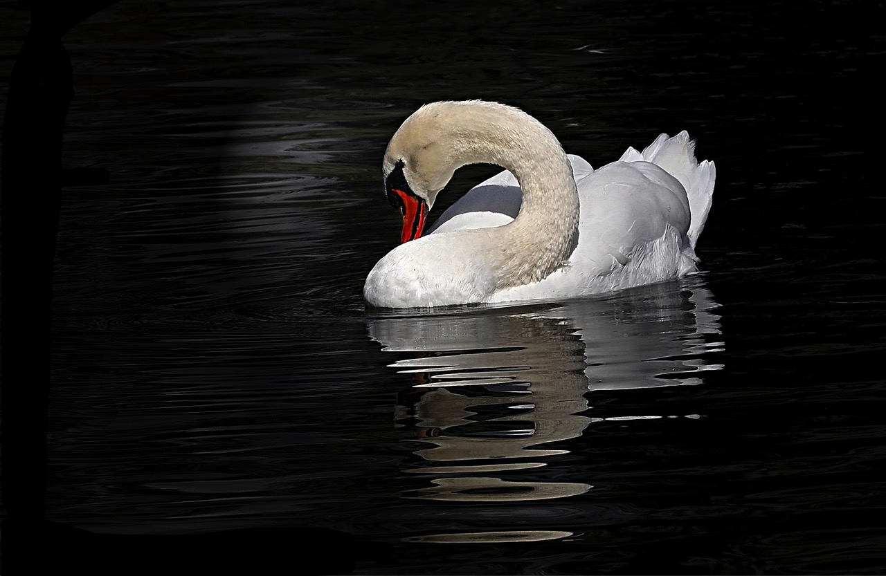 Schwan, weiblich weil kleiner Höcker