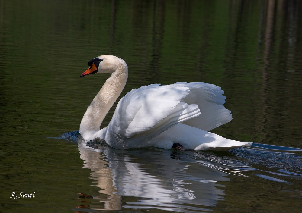 Schwan zeigt Flügel