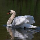 Schwan zeigt Flügel