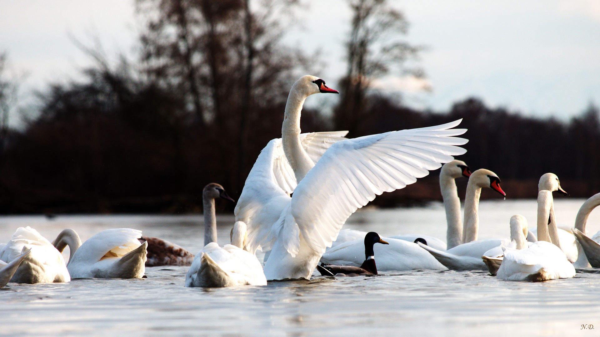 Schwan zeigt sich in seiner ganzen Größe