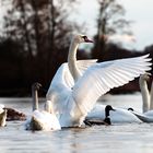 Schwan zeigt sich in seiner ganzen Größe