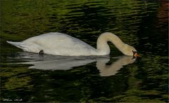 Schwan - zum Spiegeltag